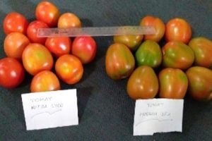 85c92cfadf9934f10aba5bb4bda037b1
